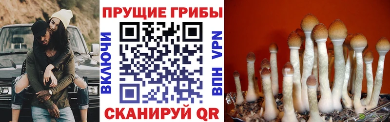 Галлюциногенные грибы MAGIC MUSHROOMS  наркотики  ОМГ ОМГ ТОР  Трёхгорный 
